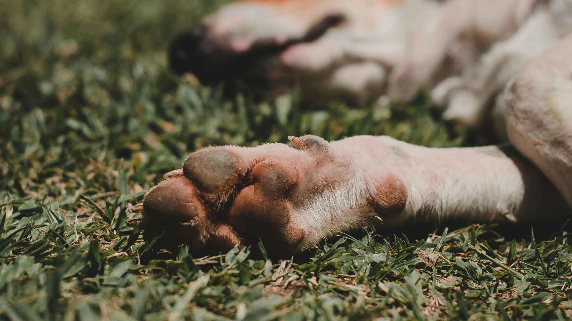 patitas de perro